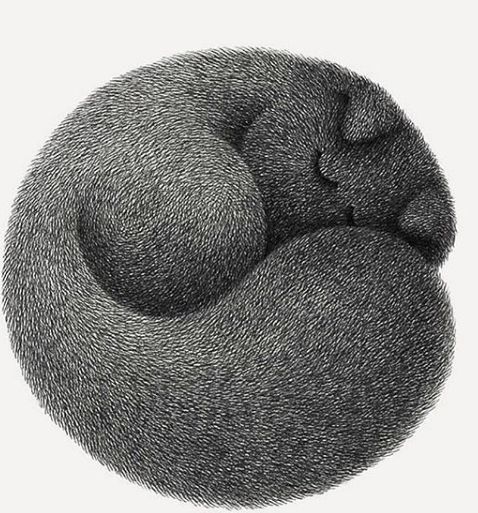 他用一支5块钱的针管笔“撸猫”，17万网友直呼：这猫要活了(图14)