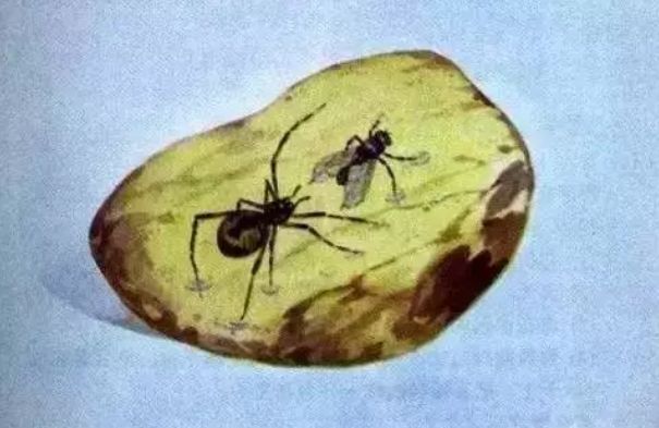 以前的课本插画，可真好看！(图23)