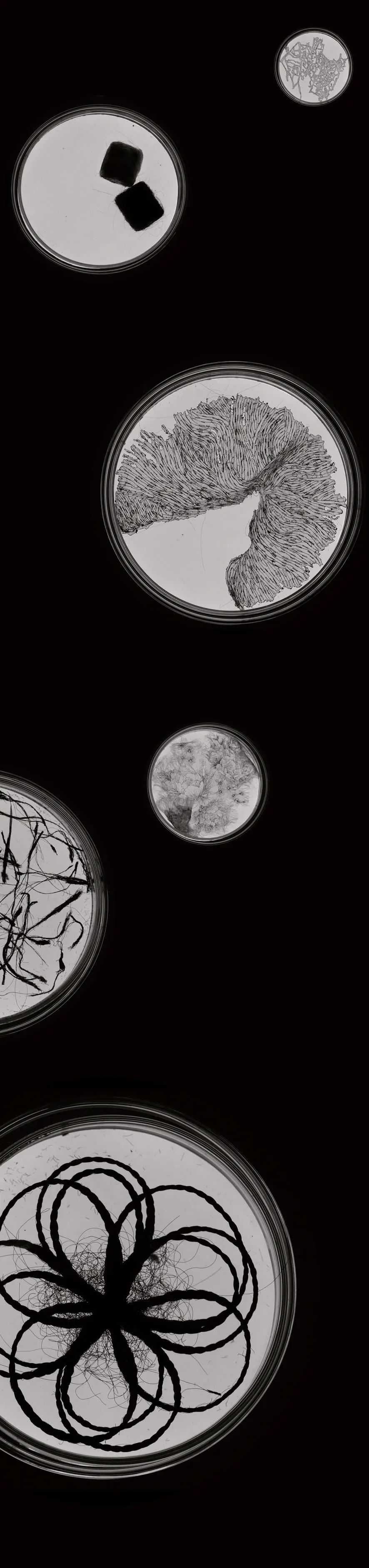 起落有时——王薇(图4)