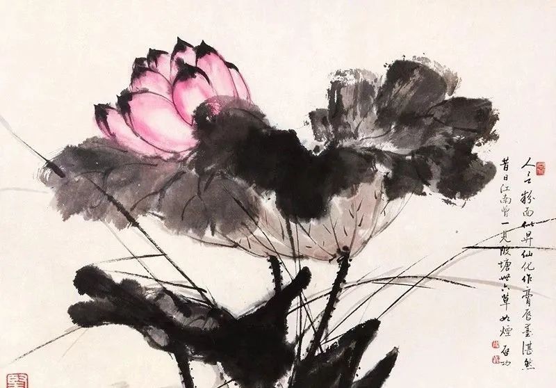 启功先生的荷花：清秀、淡雅、别具一格！(图14)