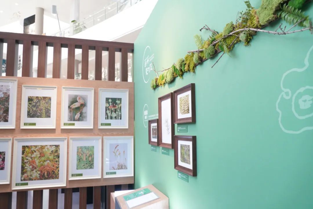 新展开幕 | “苔花如米·藓为人知”:三伏天,为心灵“吹吹风”(图8) 新展开幕 | “苔花如米·藓为人知”:三伏天,为心灵“吹吹风”(图8)